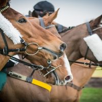 110319_istock_horses