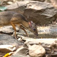 istock_111219_mousedeer