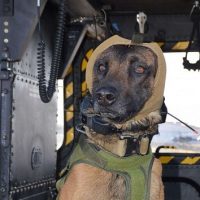 military-dog-ht-jt-191120_hpmain_4x3_992