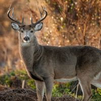 istock_deer_120419