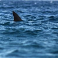 istock_012220_sharkattacks