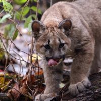 istock_013120_panthercub