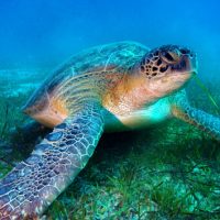 istock_loggerheadturtle_013120