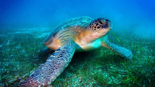 Yoshi the sea turtle sets record with 22,000‑mile swim in 2 years ...