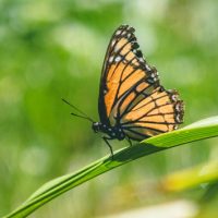 istock_monarchbutterflies_020420