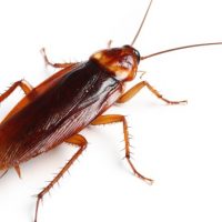 istock_21020_cockroach