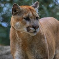 istock_021220_mountainlion