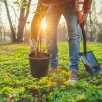 istock_plantingtree_02120