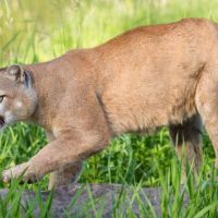 istock_21720_mountainlion