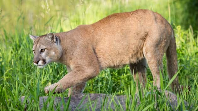 Girl, 6, attacked by mountain lion, saved by adult who punched cat in ...