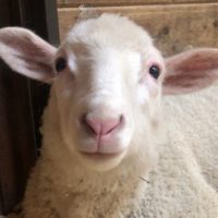 042820_sweetfarm_lambs