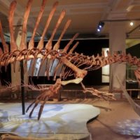 getty_042920_spinosaurus