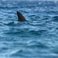 istock_6820_sharkfin