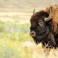 istock_63020_bison
