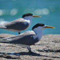 crested-terns-safe-to-use