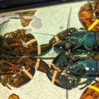 bluelobstermain_1595936354583_hpmain_16x9_992201