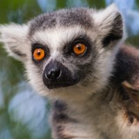 istock_101520_lemursfzoo