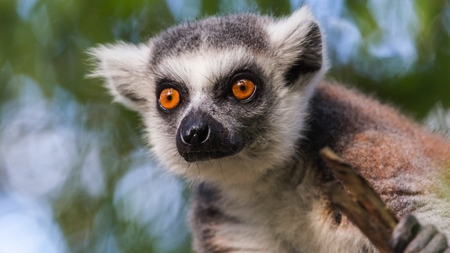 Police searching for lemur stolen from San Francisco Zoo ...