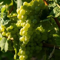 istock_102720_blancgrapes