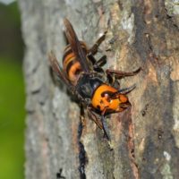 istock_111120_murderhornet