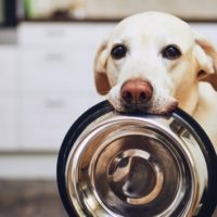 istock_011221_dogfoodrecall