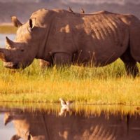 istock_rhino_020221