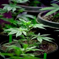 istock-02222021_marijuana