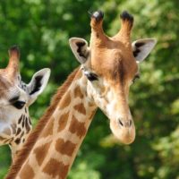 istock_22321_giraffes