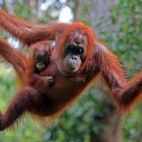 istock_3521_orangutans
