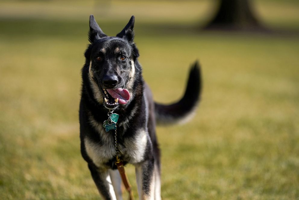 First dog Major Biden: From the White House to the dog house? - Vimarsana News