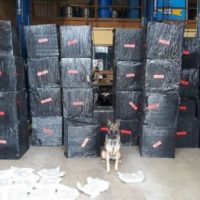 canine_1615980867434_hpmain_16x9_992201