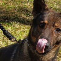 k9-dog-ht-ml-210401_1617284347637_hpmain_16x9_992