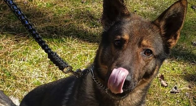 k9-dog-ht-ml-210401_1617284347637_hpmain_16x9_992