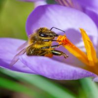 istock_040321_bees