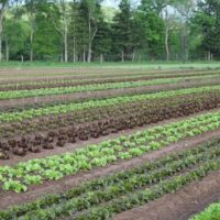 lettuce_1618353786379_hpembed_3x2_9922028129