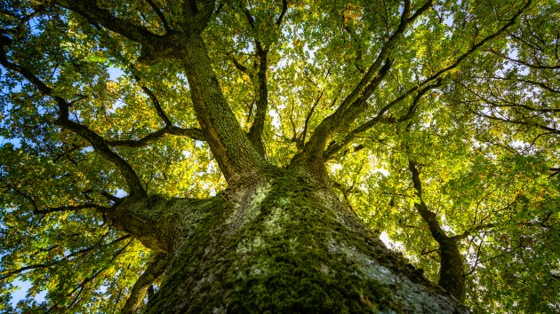 Tree Removal Closes Campgrounds - Vimarsana News