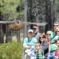 hdm_raptors_of_the_desert_sky