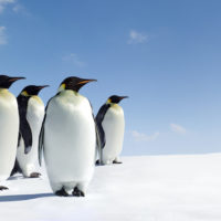 istock_071121_penguins