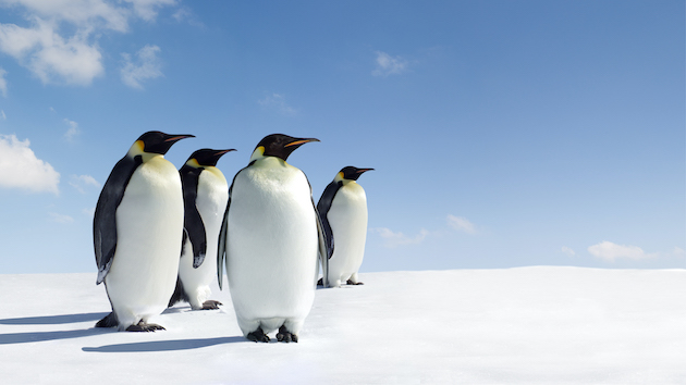 Walk Like A Penguin On Ice & Snow - Vimarsana News