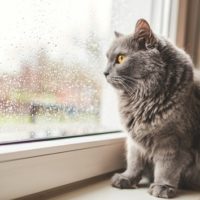 istock_catimage_080521