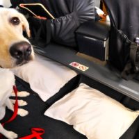 istock_080921_fido