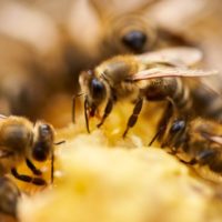 istock_bee_101221