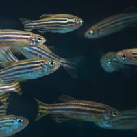 fish-research-zebra-fish