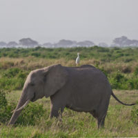 istock_102121_elephants