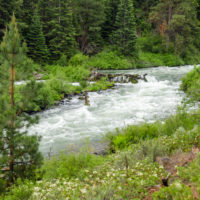 deschutesrivernearbendoregonrushingpastatree