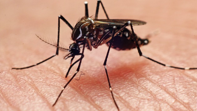 Mosquitos are so smart they're learning how to avoid pesticides used to kill them, study says - Vimarsana News