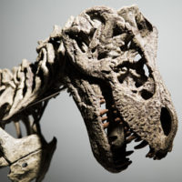 getty_6922_dinoskeleton