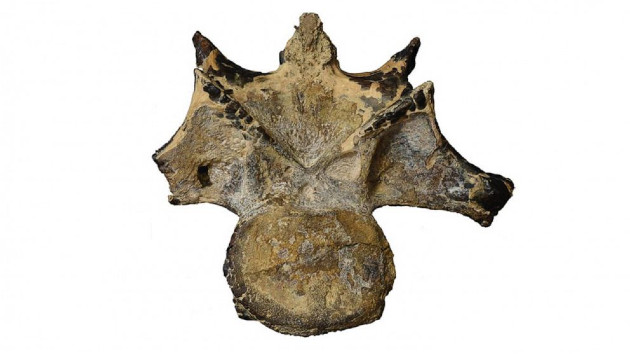 Vertebra of 98-million-year-old dinosaur discovered in Egypt's Western desert - Vimarsana News