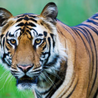 gettyrf_72922_bengaltiger