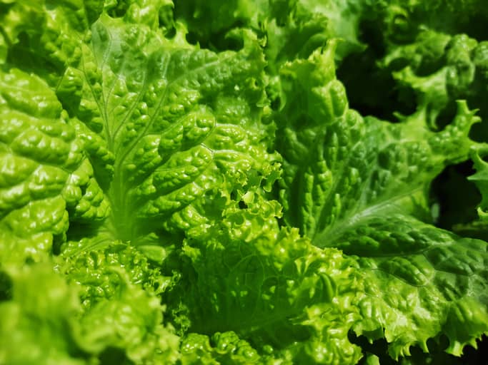 Wendy's removes romaine lettuce used in sandwiches as CDC investigates E. coli outbreak in 4 states - Vimarsana News